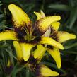 Lilie 'Asiatic Tango Tiger Play' - Lilium 'Asiatic Tango Tiger Play'