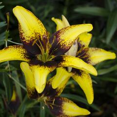 Lilie 'Asiatic Tango Tiger Play' - Lilium 'Asiatic Tango Tiger Play'