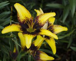 Lilie 'Asiatic Tango Tiger Play'