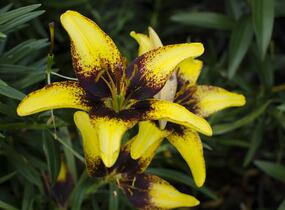 Lilie 'Asiatic Tango Tiger Play' - Lilium 'Asiatic Tango Tiger Play'