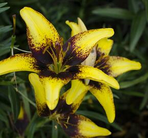 Lilie 'Asiatic Tango Tiger Play' - Lilium 'Asiatic Tango Tiger Play'