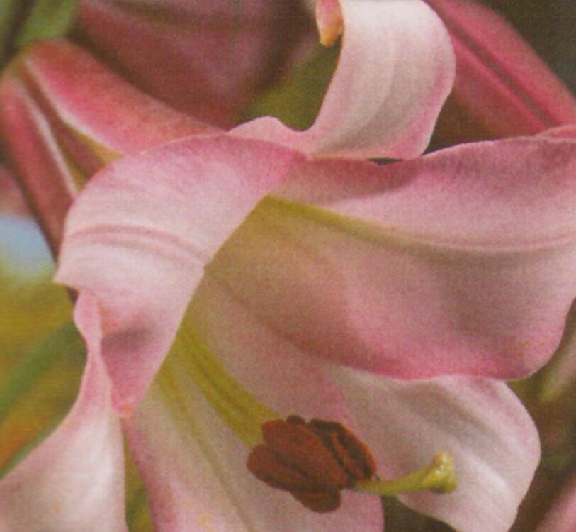 Lilie 'Trumpet Pink Perfection' - Lilium 'Trumpet Pink Perfection'