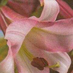 Lilie 'Trumpet Pink Perfection' - Lilium 'Trumpet Pink Perfection'