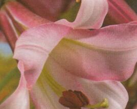 Lilie 'Trumpet Pink Perfection'