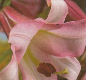 Lilie 'Trumpet Pink Perfection' - Lilium 'Trumpet Pink Perfection'