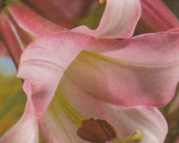 Lilie 'Trumpet Pink Perfection'