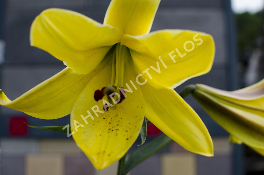 Lilie 'Trumpet Golden Splendour' - Lilium 'Trumpet Golden Splendour'