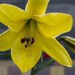 Lilie 'Trumpet Golden Splendour' - Lilium 'Trumpet Golden Splendour'