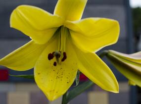 Lilie 'Trumpet Golden Splendour' - Lilium 'Trumpet Golden Splendour'