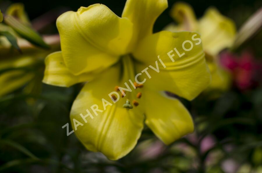 Lilie 'Trumpet Golden Splendour' - Lilium 'Trumpet Golden Splendour'