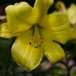 Lilie 'Trumpet Golden Splendour' - Lilium 'Trumpet Golden Splendour'