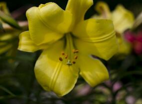 Lilie 'Trumpet Golden Splendour' - Lilium 'Trumpet Golden Splendour'