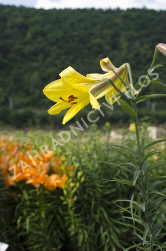 Lilie 'Trumpet Golden Splendour' - Lilium 'Trumpet Golden Splendour'