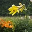 Lilie 'Trumpet Golden Splendour' - Lilium 'Trumpet Golden Splendour'