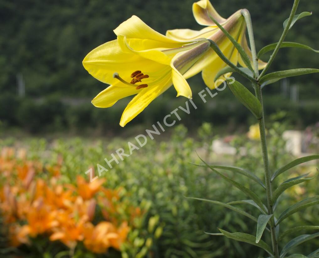 Lilie 'Trumpet Golden Splendour' - Lilium 'Trumpet Golden Splendour'