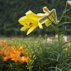 Lilie 'Trumpet Golden Splendour' - Lilium 'Trumpet Golden Splendour'