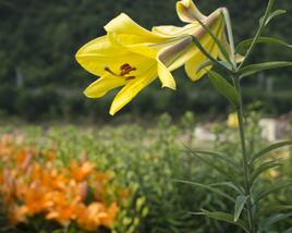 Lilie 'Trumpet Golden Splendour'