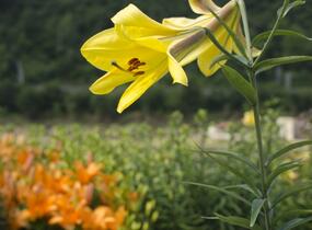 Lilie 'Trumpet Golden Splendour' - Lilium 'Trumpet Golden Splendour'