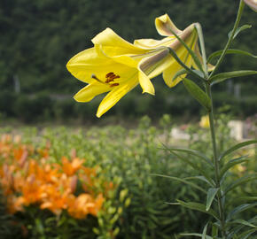 Lilie 'Trumpet Golden Splendour' - Lilium 'Trumpet Golden Splendour'