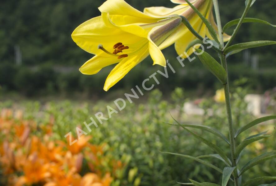Lilie 'Trumpet Golden Splendour' - Lilium 'Trumpet Golden Splendour'