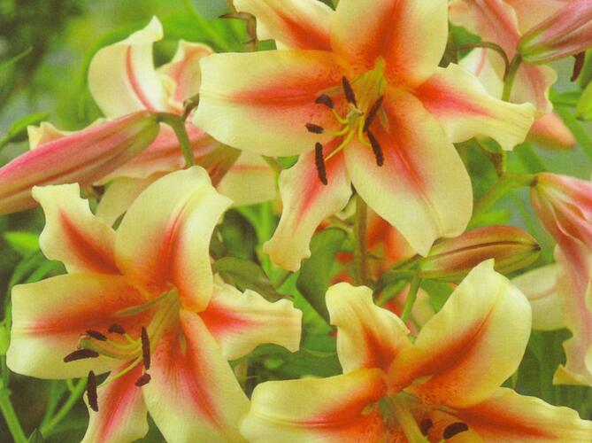 Lilie 'Treelilies Lavon ' - Lilium OT hybrids 'Treelilies Lavon '