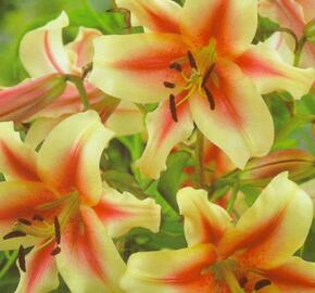 Lilie 'Treelilies Lavon ' - Lilium OT hybrids 'Treelilies Lavon '
