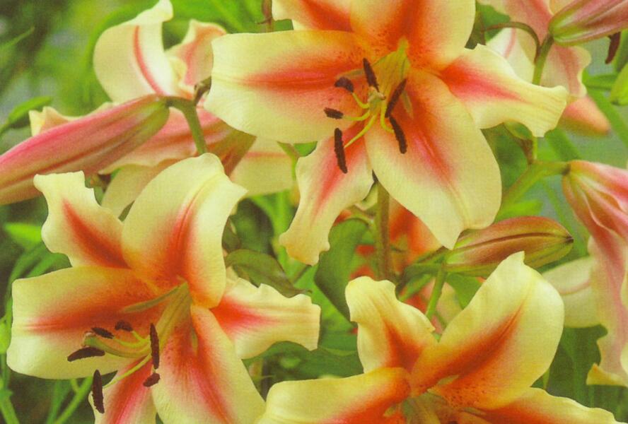 Lilie 'Treelilies Lavon ' - Lilium OT hybrids 'Treelilies Lavon '