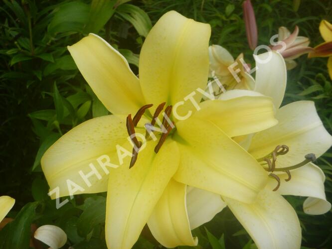 Lilie 'Treelilies Honeymoon' - Lilium OT hybrids 'Treelilies Honeymoon'