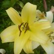 Lilie 'Treelilies Honeymoon' - Lilium OT hybrids 'Treelilies Honeymoon'