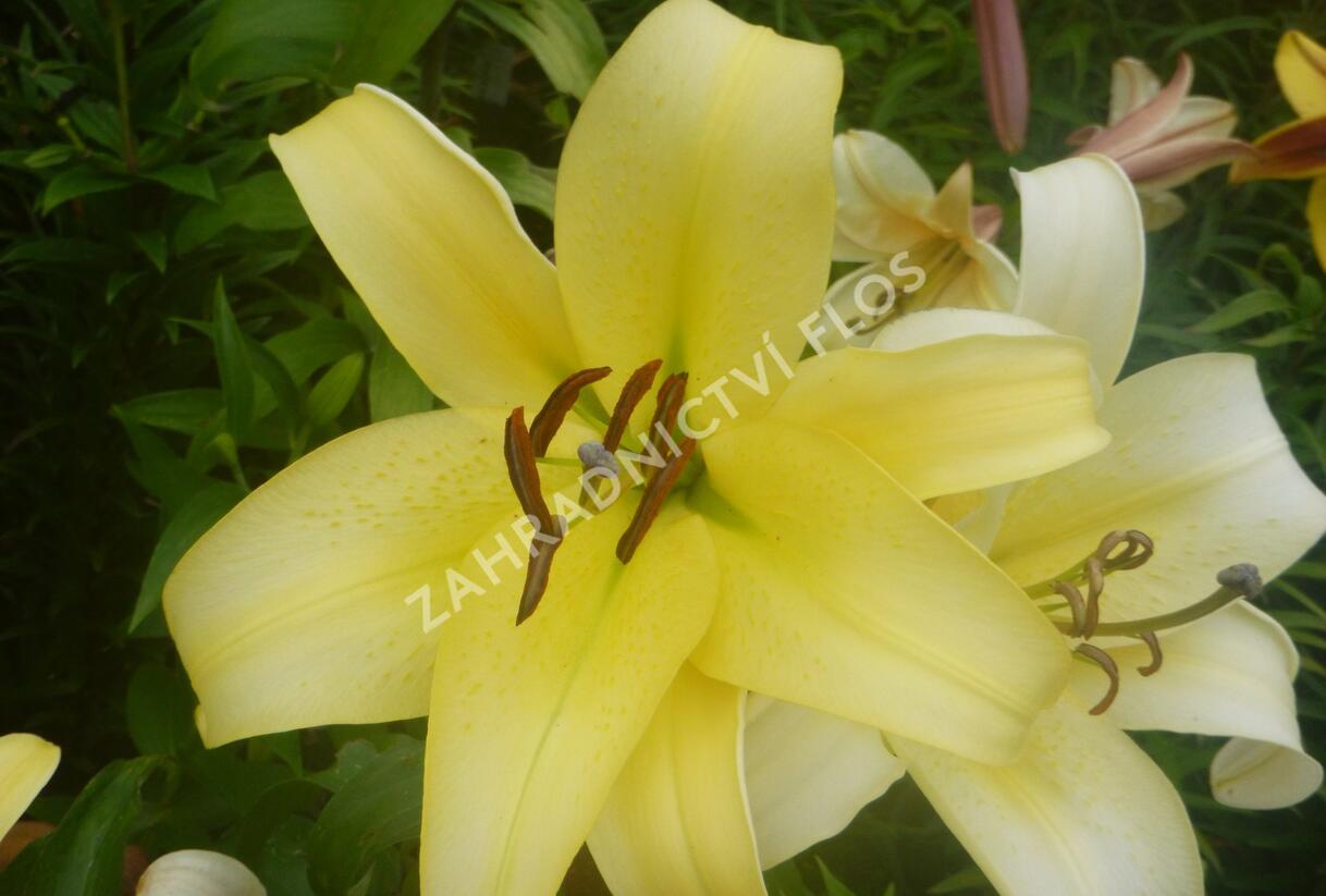 Lilie 'Treelilies Honeymoon' - Lilium OT hybrids 'Treelilies Honeymoon'