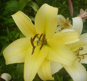 Lilie 'Treelilies Honeymoon' - Lilium OT hybrids 'Treelilies Honeymoon'