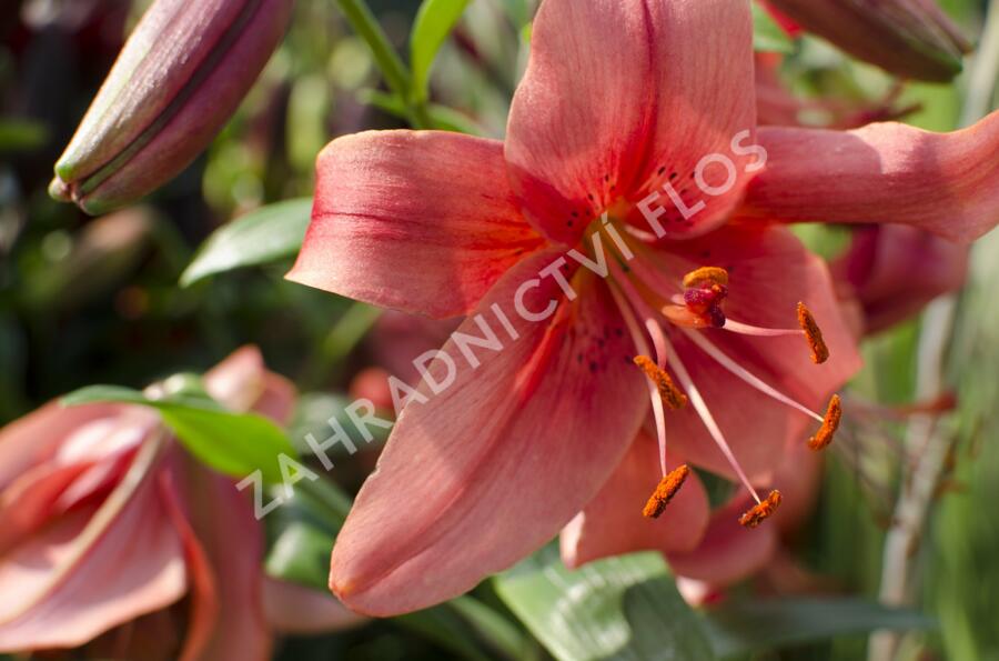 Lilie 'Mercedes' - Lilium 'Mercedes'