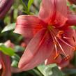 Lilie 'Mercedes' - Lilium 'Mercedes'