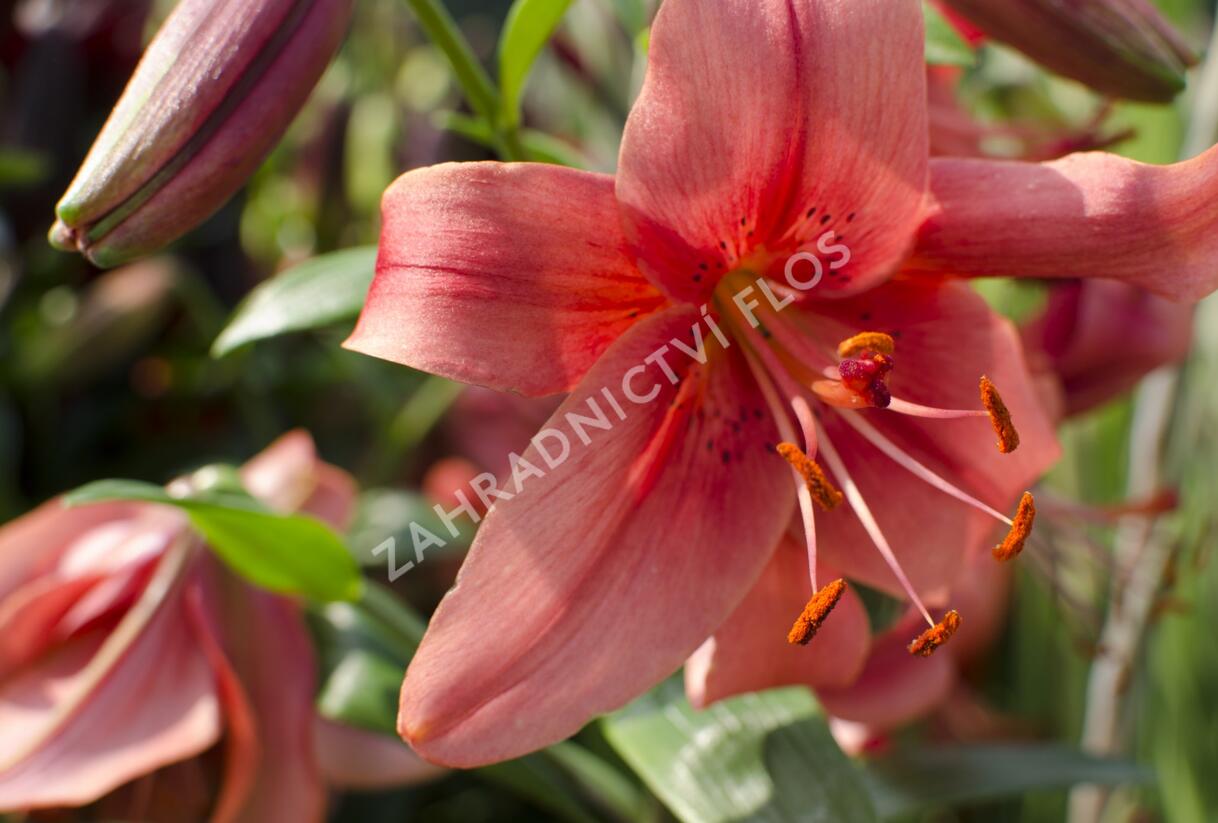 Lilie 'Mercedes' - Lilium 'Mercedes'