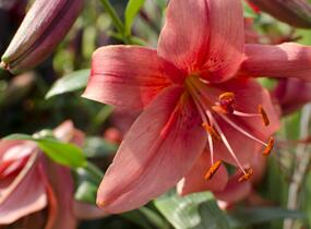 Lilie 'Mercedes' - Lilium 'Mercedes'