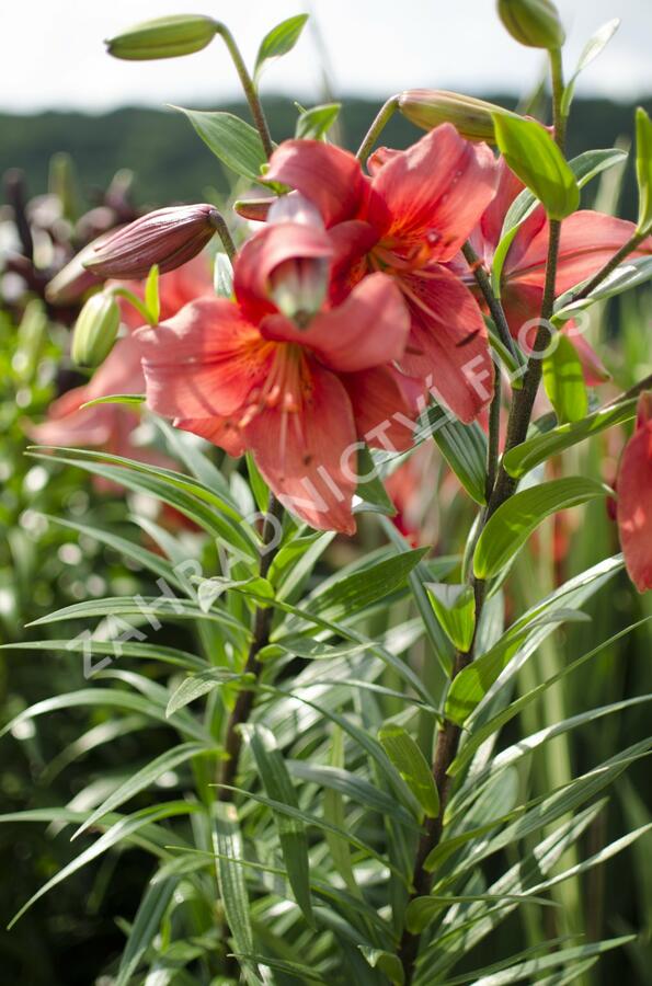 Lilie 'Mercedes' - Lilium 'Mercedes'