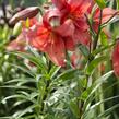Lilie 'Mercedes' - Lilium 'Mercedes'