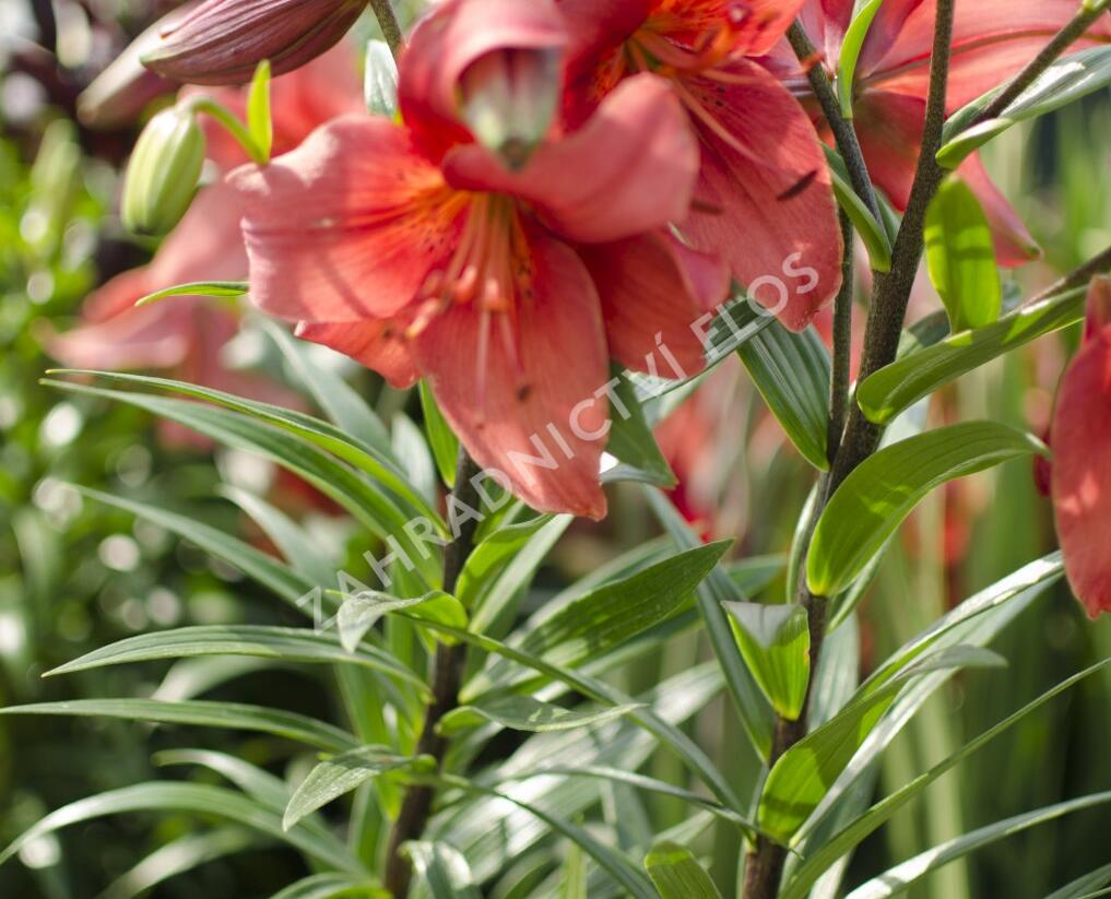 Lilie 'Mercedes' - Lilium 'Mercedes'