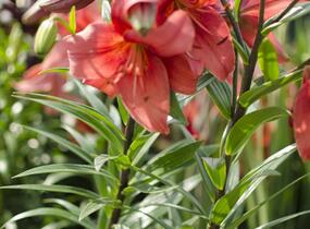 Lilie 'Mercedes' - Lilium 'Mercedes'