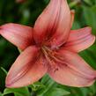 Lilie 'Mercedes' - Lilium 'Mercedes'