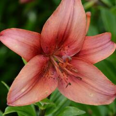 Lilie 'Mercedes' - Lilium 'Mercedes'
