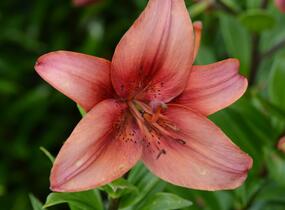 Lilie 'Mercedes' - Lilium 'Mercedes'