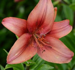 Lilie 'Mercedes' - Lilium 'Mercedes'