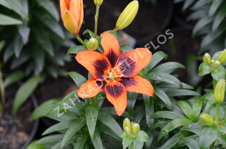Lilie 'Asiatic Loreto' - Lilium 'Asiatic Loreto'