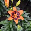Lilie 'Asiatic Loreto' - Lilium 'Asiatic Loreto'