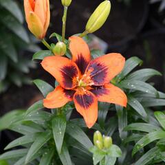 Lilie 'Asiatic Loreto' - Lilium 'Asiatic Loreto'