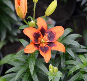 Lilie 'Asiatic Loreto' - Lilium 'Asiatic Loreto'