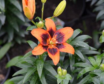 Lilie 'Asiatic Loreto'