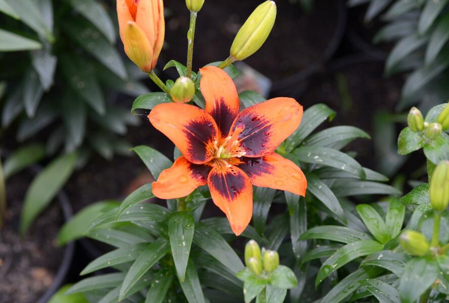 Lilie 'Asiatic Loreto' - Lilium 'Asiatic Loreto'