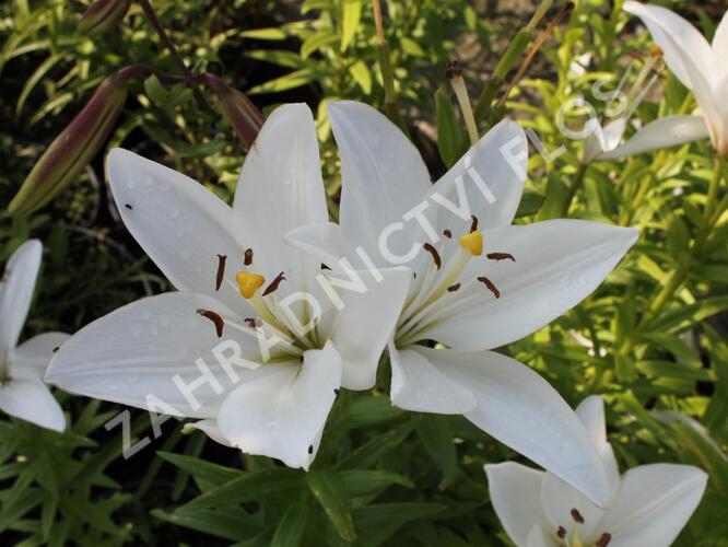 Lilie 'Oriental Mont Blanc' - Lilium 'Oriental Mont Blanc'